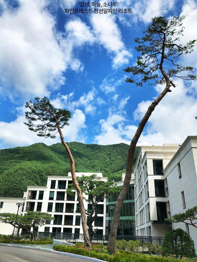 Pine Forest Jeongseon Alpine Resort Extérieur photo
